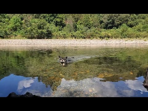 飼い主のために川を渡る忠犬