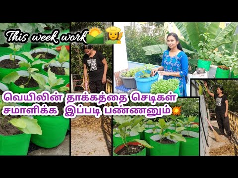 மாடி தோட்டம் செடிகளை வெயிலில் இருந்து பாதுகாப்பது எப்படி🏡summer tips for maadi thottam terracegarden