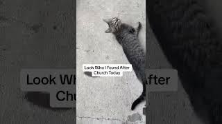 #youtubeislife #youtubeshorts #youtube #shorts #funny #viral #trending #music #cats #cat #tiktok #fy