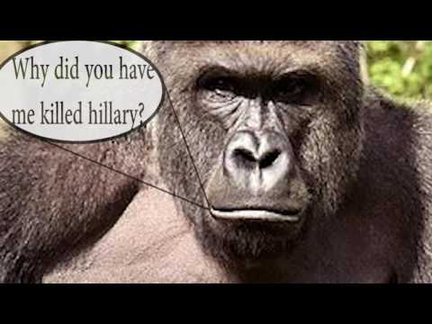 hillary killed harambe (rip ears)