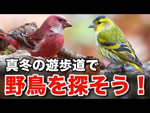 オオマシコはアレも食べる！野鳥たちとの素敵な出会い