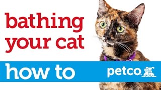 How to Give Your Cat a Bath (Petco)