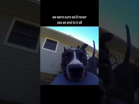 Dog steals Go Pro and recreates 1979 video (original video from Reddit u/carmenlightning)