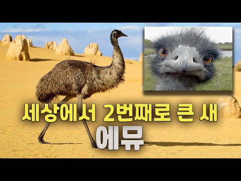 Emu, the second largest bird in the world