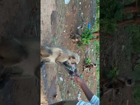 Feeding Monkeys Part 8 #Viral #Shorts