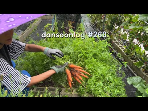 Summer rural Life in Korea vlog 260) Eating like a fighter