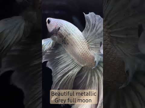 beautiful metallic grey full moon Betta fish