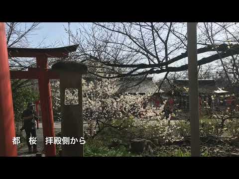 京都をウロウロ❣️    桜を求めてポタリング　平野神社、一条戻り橋　Mar' １１／２０２３