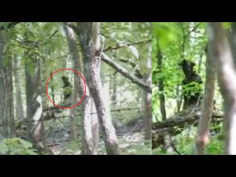 Most UNSETTLING Trail Cam Footage Caught on Camera Vol.2