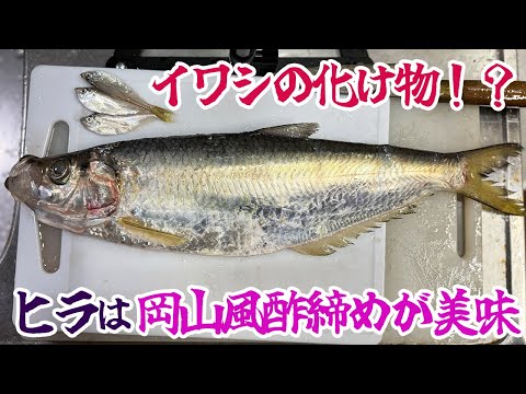 イワシの化け物！？ヒラは岡山風酢締めが美味