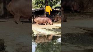 Have you ever seen 😲 🦛? #amongus #animals #india #zoo #shorts #fyp