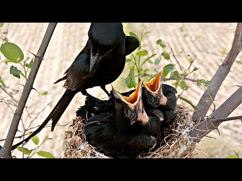 Dark drongo both babies are hungry and want some nutritions @BirdPlusNest