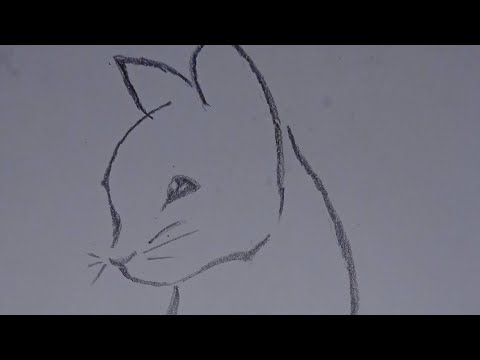 easy cat drawing