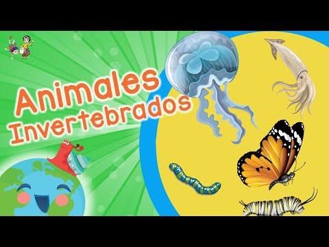 Animales Invertebrados para Niños: Clasificación de los Animales (Videos Educativos para Niños)