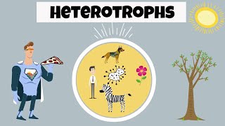 Heterotroph Examples