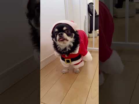 メリークリスマス🎄癒しをむーサンタがお届けします🎁#shorts #チワワ #chihuahuas#dog#pets#amimals #cutedogs