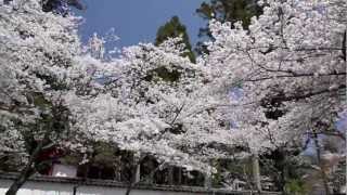 ふら～り能勢電沿線 桜咲く街角の鎮守 多田神社@川西市 STEADICAM MERLIN