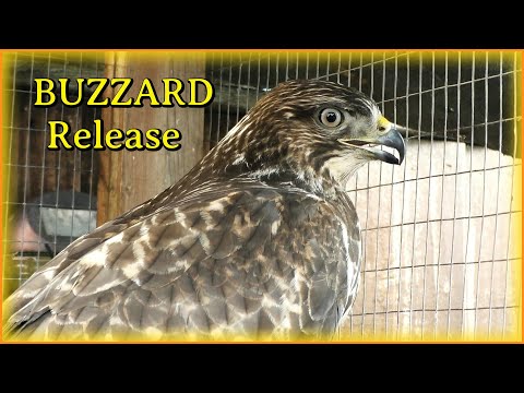 BUZZARD Released Back Into The Wild  👀  Pixies Wildlife Rescue  👀  Buteo buteo