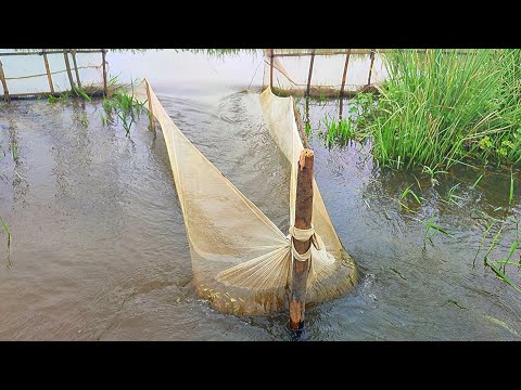 Net Fishing Video || Traditional Catching Fish in The leke