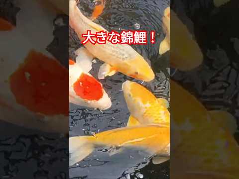 [錦鯉]　鯉が泳いでるだけの動画　#koi