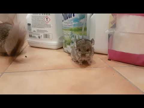 2 week old baby chinchilla first playtime