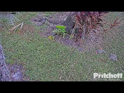 Southwest Florida Eagle Cam #3