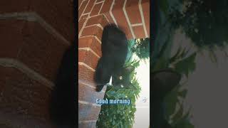 #cats #catlover #catvideos #catshorts #catsofyoutube #blackcats #blackcatsrule