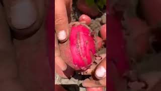 लाल आलू की खुदाई/Red potato harvesting/Aalu ki kheti #shotsvideoviral#