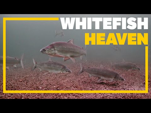 Ice Fishing for Lake Whitefish