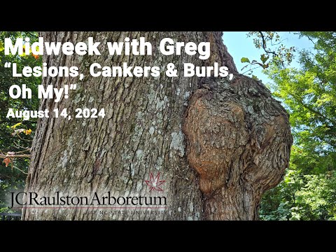 Midweek with Greg - "How to Spot Tree Troubles (Lesions, Cankers & Burls, Oh My!)"