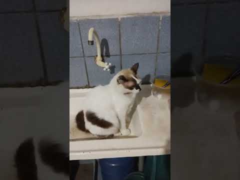 minha gata Joca dormindo dentro da pia esperando eu abrir a torneira 🚰