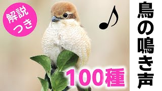 解説！鳥の鳴き声100種【保存版】