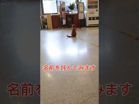 見返り美猫＃老人ホーム＃看板猫