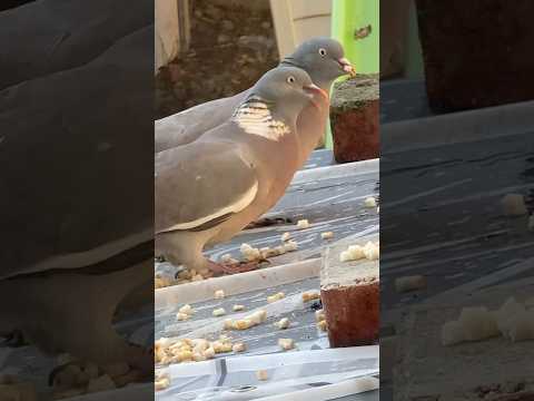 Birds eating in cold winter air🕊️🦅 #shorts #birds #birdslover