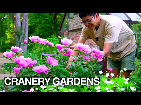 Backyard Flowers Harvest Tips & Tricks! Late Spring Garden Inspiration