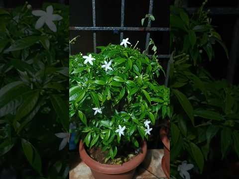 My fav. Plant in my mini garden#flowers #mini #garden #nature #love