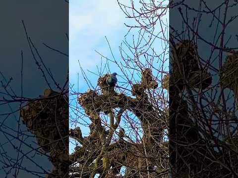 Bird 🦅 swinging on branches 🕊️😱😱#shortsvideo #birds #nature #animals