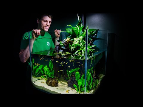 No-Filter Guppy Sanctuary Ecosystem Fish Tank