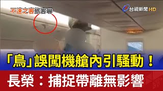 「鳥」誤闖機艙內引騷動！ 長榮：捕捉帶離無影響