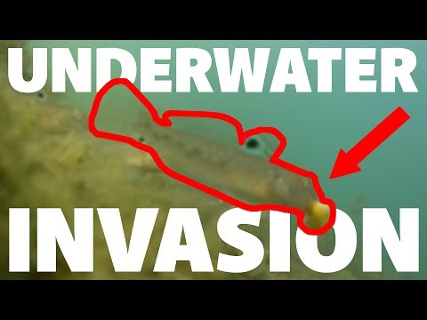 I Was SHOCKED When I Reviewed the Underwater Video - Toronto Shore Fishing