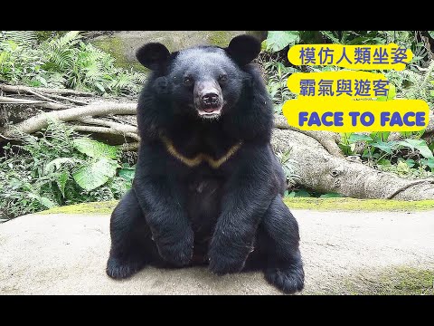 黑輪模仿人類坐姿霸氣與遊客FACE TO FACE 20241226