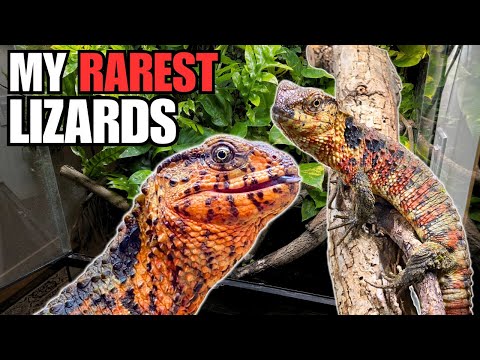 CHINESE CROCODILE LIZARD UPDATE | DID THEY HAVE BABIES YET? (Shinisaurus crocodilurus)