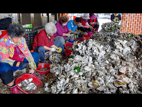 Oyster Harvesting! Oyster Roll & Oyster Omelette Made by Grandma / 牡蠣採收, 蚵捲, 蚵仔煎  - Taiwanese Food