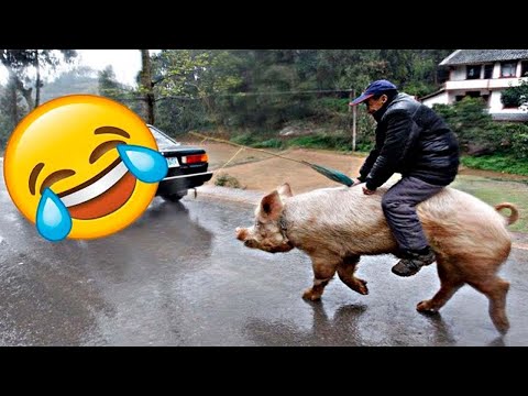 TRY NOT TO LAUGH 😆 Best Funny Videos Compilation 😂😁😆 Memes PART