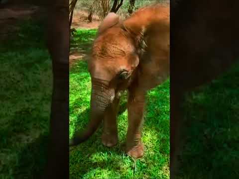 "Adorable Baby Elephant Moments 🐘💕" #facts #fascinatingwildlife #pinkanimals