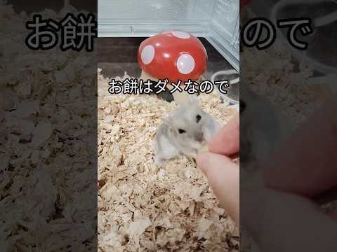 お正月ハムスター（ピク）#ハムスター #hamsters #癒し #ジャンガリアンハムスター #cute #寝正月#おやつ #手乗りハムスター