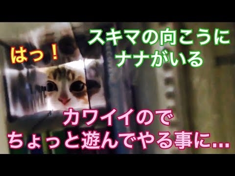 猫パンチ　炸裂！　狭い隙間から　ネコパンチ！