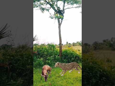 TIGER Attack to Deer 🦌😱 #shortsfeed #shorts #viral #ytshorts #youtubeshorts