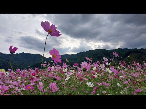 코스모스 한들 한들 피어 있는 길 🍂 가을이 머무는 시간  🌰