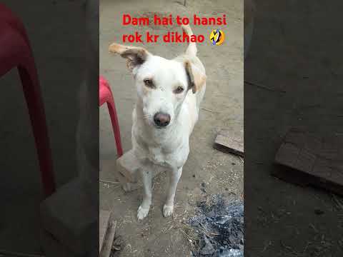 Dam hai to hansi rok kr dikhao ek baar 😜😜🤣🤣🤣🤣😜😜😳😳👌👌👍👍💓💓 #funny #yt_shorts #comedy #trending 👌👌👍👍💓💓😜😳